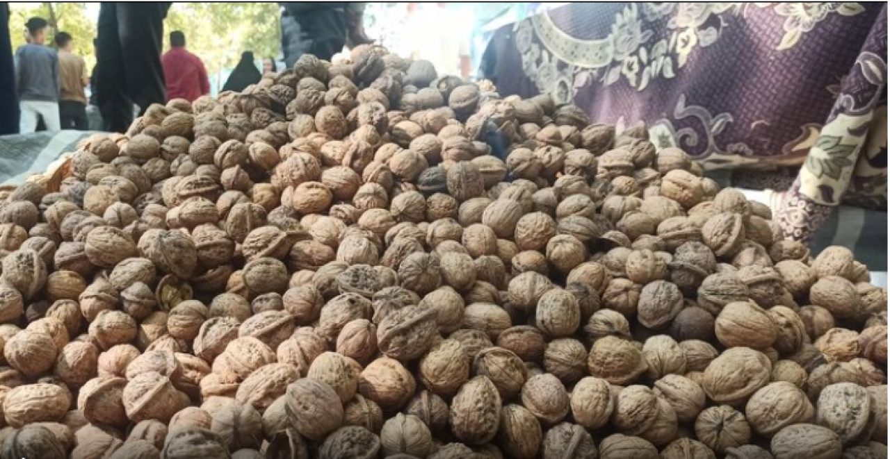 نگاهی به وضعیت بازار گردو پس از جنگ | بررسی دقیق تغییرات قیمت و کیفیت گردو با آقای مهدیان