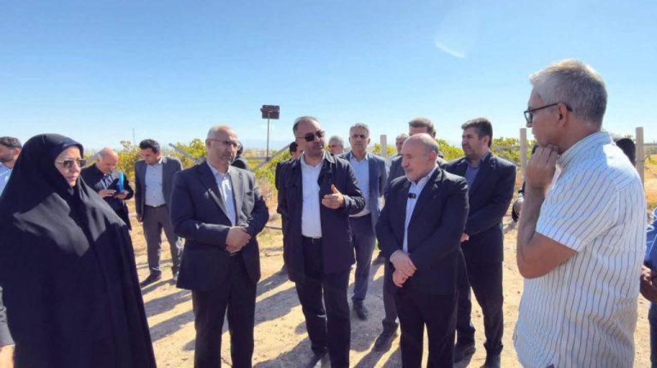 کشت موفق انگور در مزرعه ۴۰۰ هکتاری قِیقاج